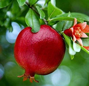 Pomegranate tree